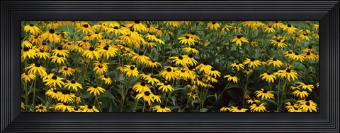 Framed Field of Black-Eyed Susan flowers Print