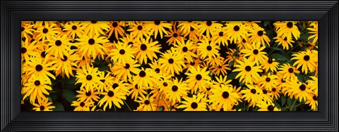 Framed Black-Eyed Susan flowers growing in a field Print