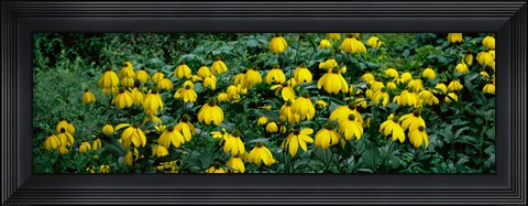 Framed Autumn Sun Coneflower (Rudbeckia nitida) growing in a field Print