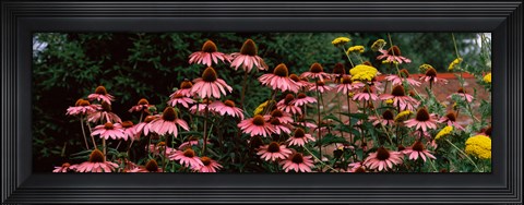 Framed Eastern Purple coneflower (Echinacea purpurea) in a forest Print