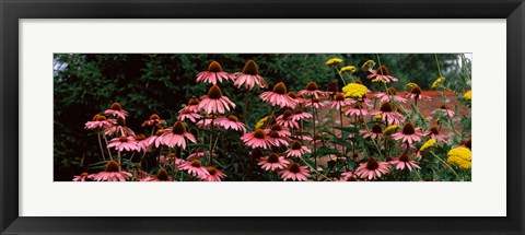 Framed Eastern Purple coneflower (Echinacea purpurea) in a forest Print