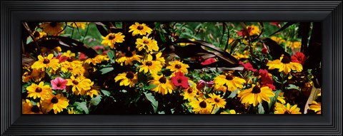 Framed Close-up of flowers growing in a field Print