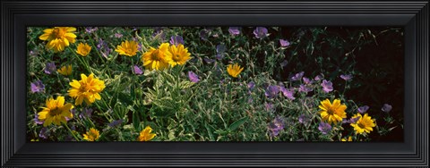 Framed Flowers in a botanical garden, Buffalo And Erie County Botanical Gardens, Buffalo, Erie County, New York State Print