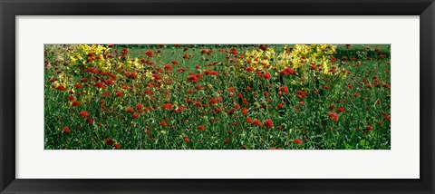 Framed Buffalo And Erie County Botanical Gardens, Buffalo, Erie County, New York State Print