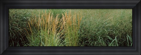 Framed Close-up of Feather Reed Grass (Calamagrostis x acutiflora) Print