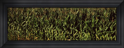 Framed Corn field, New York State Print