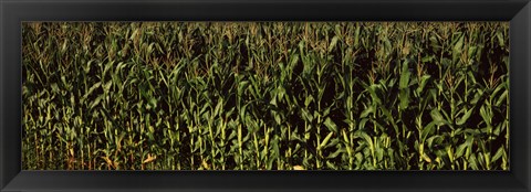 Framed Corn field, New York State Print