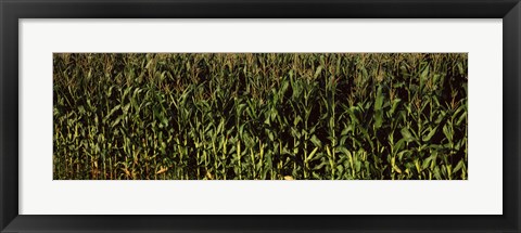 Framed Corn field, New York State Print