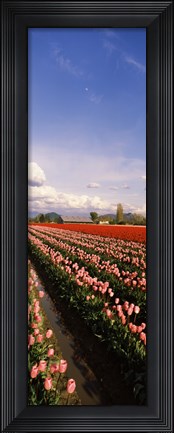 Framed Tulips in a field, Skagit Valley, Washington State (vertical) Print