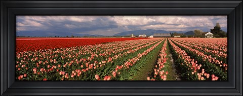 Framed Tulips in a field, Skagit Valley, Washington State (horizontal) Print