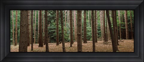 Framed Trees in a forest, New York City, New York State, USA Print