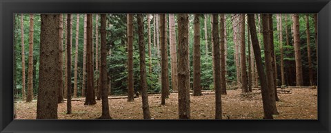 Framed Trees in a forest, New York City, New York State, USA Print