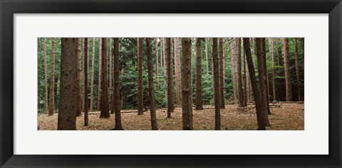 Framed Trees in a forest, New York City, New York State, USA Print