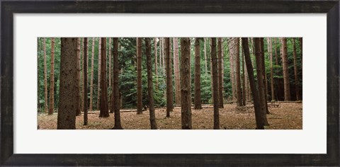Framed Trees in a forest, New York City, New York State, USA Print