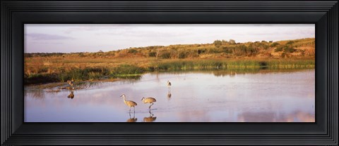 Framed Sandhill cranes (Grus canadensis) in a pond at a celery field, Sarasota, Sarasota County, Florida Print