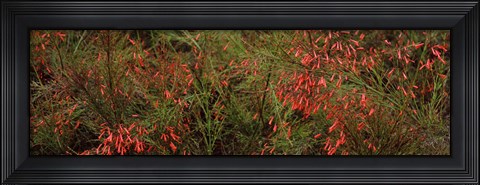 Framed Flowers on coral plants (Russelia equisetiformis), Longboat Key, Manatee County, Florida Print