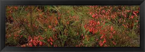 Framed Flowers on coral plants (Russelia equisetiformis), Longboat Key, Manatee County, Florida Print