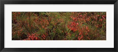Framed Flowers on coral plants (Russelia equisetiformis), Longboat Key, Manatee County, Florida Print
