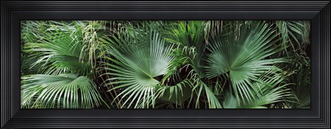 Framed Close-up of palm leaves, Joan M. Durante Park, Longboat Key, Florida, USA Print