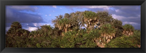 Framed Trees in a forest, Venice, Sarasota County, Florida, USA Print