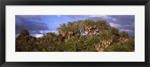 Framed Trees in a forest, Venice, Sarasota County, Florida, USA Print