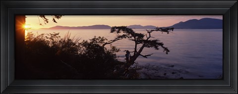 Framed Silhouette of trees at seaside, Rosario Strait, San Juan Islands, Washington State, USA Print