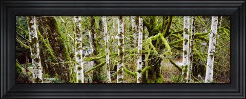Framed Mossy Birch trees in a forest, Lake Crescent, Olympic Peninsula, Washington State, USA Print