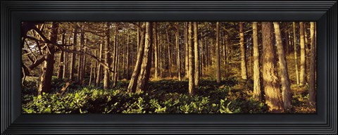 Framed Trees and salals in a forest at sunset, Whidbey Island, Island County, Washington State, USA Print