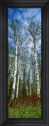 Framed Birch trees in a forest, US Glacier National Park, Montana, USA Print