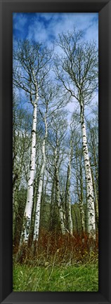 Framed Birch trees in a forest, US Glacier National Park, Montana, USA Print