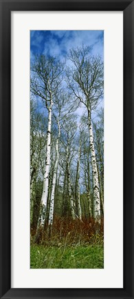 Framed Birch trees in a forest, US Glacier National Park, Montana, USA Print