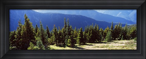 Framed Evergreen trees with mountains in background, Olympic Mountains, Olympic Peninsula, Washington State, USA Print