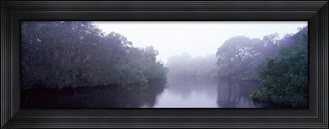 Framed Early morning fog on a creek, South Creek, Oscar Scherer State Park, Osprey, Sarasota County, Florida, USA Print