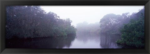 Framed Early morning fog on a creek, South Creek, Oscar Scherer State Park, Osprey, Sarasota County, Florida, USA Print