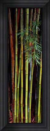 Framed Close-up of bamboos, Kanapaha Botanical Gardens, Gainesville, Florida, USA Print