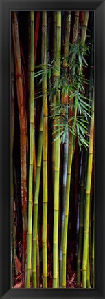 Framed Close-up of bamboos, Kanapaha Botanical Gardens, Gainesville, Florida, USA Print