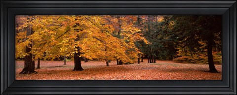 Framed Trees in a park, Chestnut Ridge County Park, Orchard Park, Erie County, New York State, USA Print