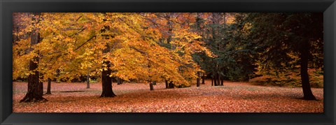 Framed Trees in a park, Chestnut Ridge County Park, Orchard Park, Erie County, New York State, USA Print