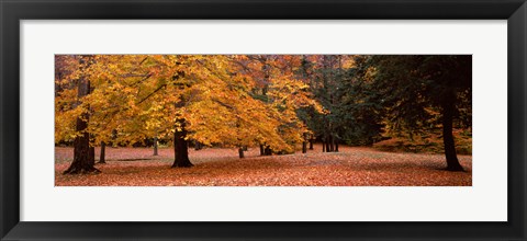 Framed Trees in a park, Chestnut Ridge County Park, Orchard Park, Erie County, New York State, USA Print