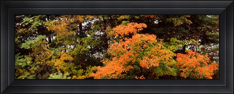 Framed Forest, Finger Lakes, New York State, USA Print