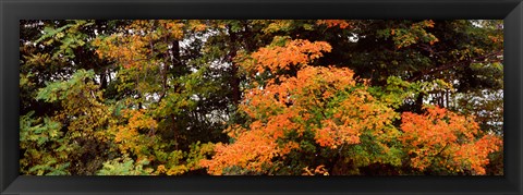 Framed Forest, Finger Lakes, New York State, USA Print