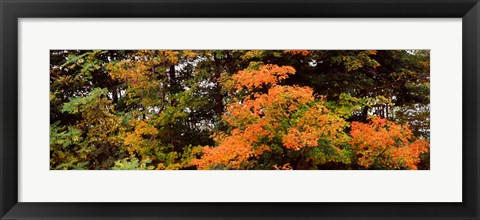 Framed Forest, Finger Lakes, New York State, USA Print