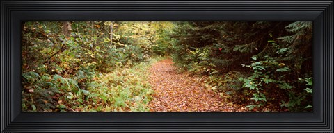 Framed Forest, Old Forge, Herkimer County, New York State, USA Print
