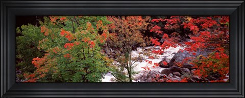 Framed River flowing through a forest, Ausable River, Adirondack Mountains, Wilmington, New York State (horizontal) Print