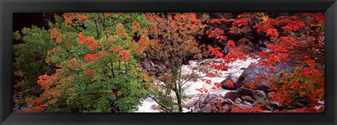 Framed River flowing through a forest, Ausable River, Adirondack Mountains, Wilmington, New York State (horizontal) Print