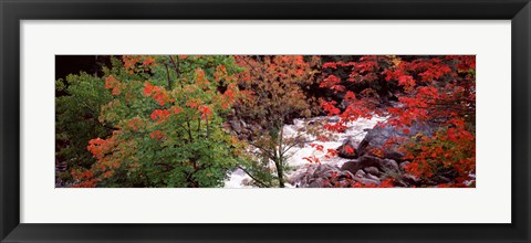 Framed River flowing through a forest, Ausable River, Adirondack Mountains, Wilmington, New York State (horizontal) Print