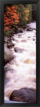 Framed River flowing through a forest, Ausable River, Adirondack Mountains, Wilmington, New York State (vertical) Print