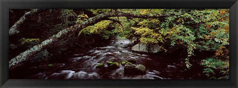 Framed Stream flowing through a forest, Adirondack Mountains, New York State, USA Print