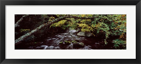 Framed Stream flowing through a forest, Adirondack Mountains, New York State, USA Print