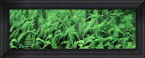 Framed Ferns in a forest, Adirondack Mountains, Old Forge, Herkimer County, New York State, USA Print